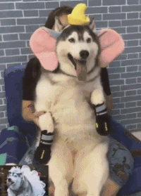 狗狗 搞笑 可爱 跳舞