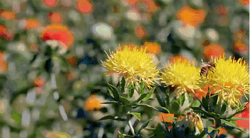本草中国 植物 生机 红花 纪录片 药材 蜜蜂
