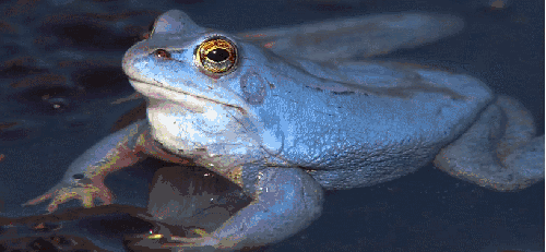 动物 多瑙河-欧洲的亚马逊 纪录片 青蛙