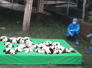 熊猫 躺着 可爱 国宝