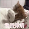 萌宠 猫星人 独自抹泪 伤心 呆萌 可爱