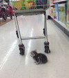 猫 萌宠 超市 可爱