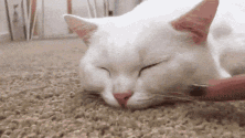 宠物 猫咪 生气 睡觉