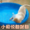 狗 小船说翻就翻 搞怪 soogif soogif出品