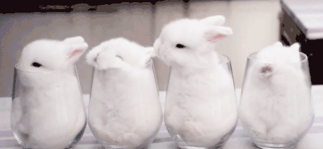 小白兔 毛茸茸的 坐在杯子里