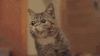猫咪 可爱 打哈气 萌宠
