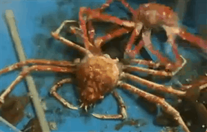 螃蟹 crab 打架 甲壳类