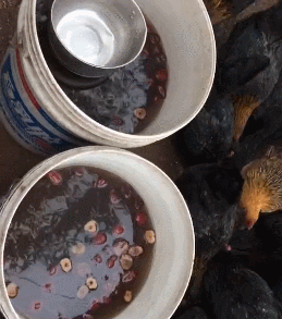 水桶 母鸡 吃食 枣水