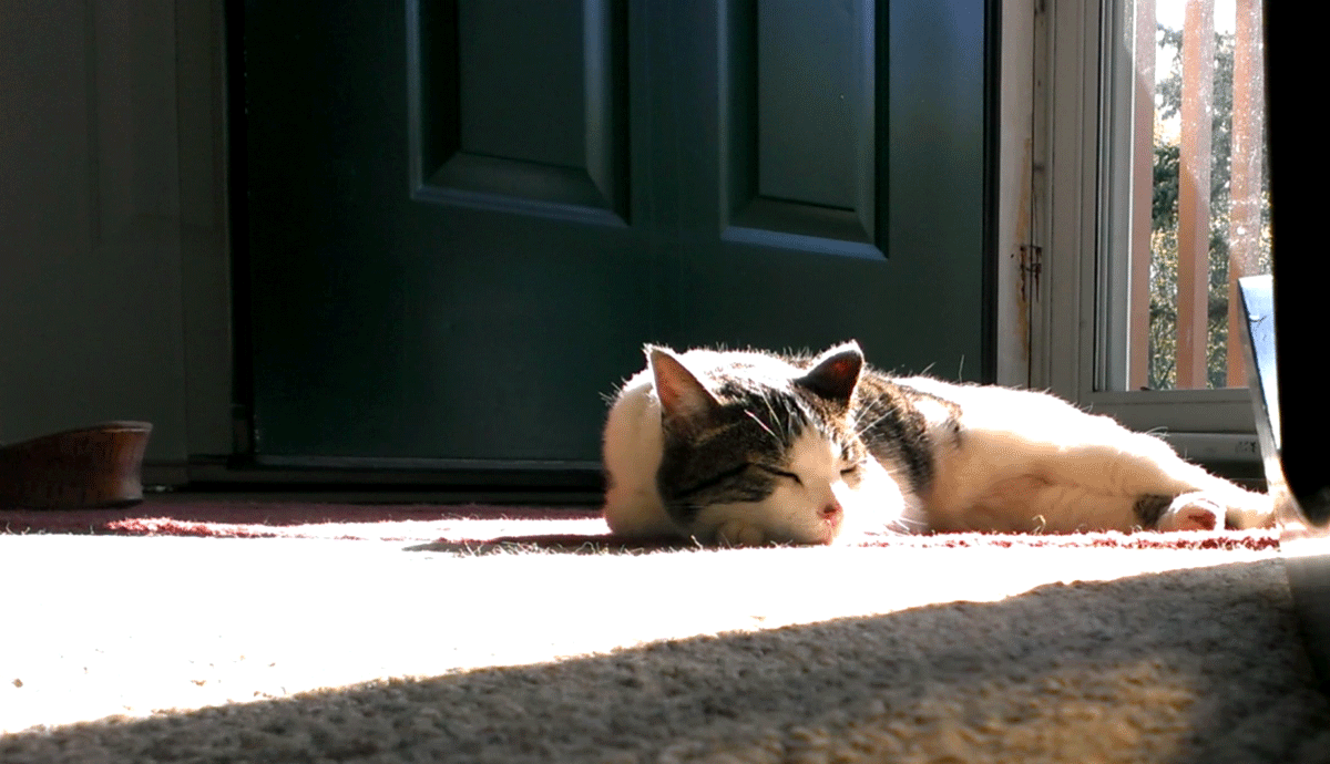 猫猫 阳光 温暖 舒心
