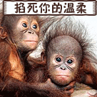 猴子 掐死  温柔 动画