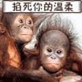 猴子 掐死  温柔 动画