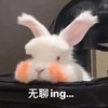 萌宠 兔子 无聊中 想出去玩 搞怪 逗