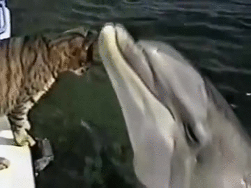 海豚 dolphin