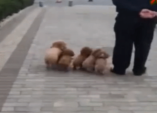 狗 萌宠 动物 可爱 吃货