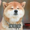 萌宠 汪星人 辣眼睛 不想看 难受 呆萌