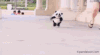 奔跑 熊猫 狗狗 萌宠