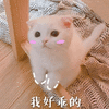 猫咪 卖萌 可爱 我好乖的 soogif soogif出品