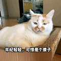 傻子 可惜 猫