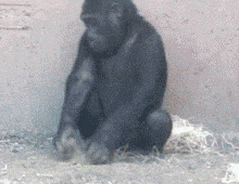 黑猩猩 玩沙子 无聊 二货 逗比 哈哈
