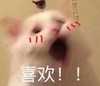 萌宠 猫星人 喜欢 害羞 呆萌 可爱