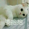猫咪 喵星人 要抱抱 撒娇 可爱 搞笑 呆萌 讯飞