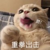 萌宠 猫星人 重拳出击 爬起来 搞怪 呆萌