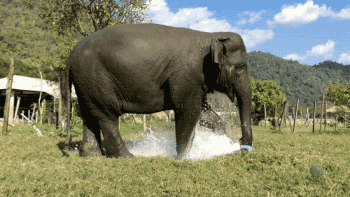 大象 喷水 洒水器 洗澡