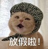 萌宠 猫星人 放假了 开心 呆萌 可爱