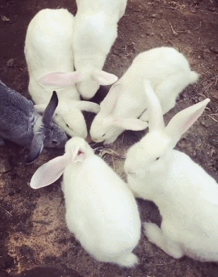 小兔兔 可爱 搞笑 吃东西