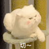 萌宠 猫星人 切 嫌弃 呆萌 可爱