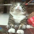 猫咪 仰头 不了不了 谢谢