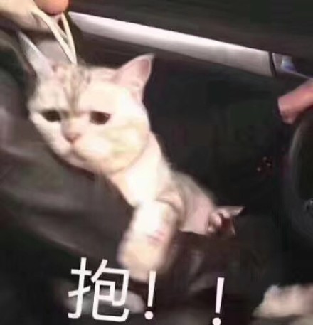 貓咪 喵星人 抱 可愛 搞笑