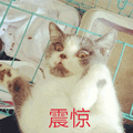 猫 震惊 吓到