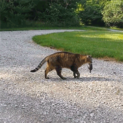 猫咪 叼着耗子 走路 草地