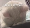 萌娃 猫星人 呜呜呜 我太难了 呆萌 搞怪