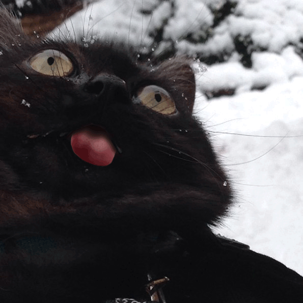 猫咪 舌头 雪地 黑色