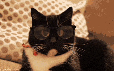 猫 猫 眼镜 书呆子  逗逼