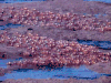 海滩 自然 粉红色 沙滩 寄居蟹 beach nature