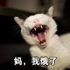 萌宠 喵星人 妈 我饿了 搞怪 逗