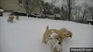 狗狗 雪地 玩耍 好萌