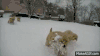 狗狗 雪地 玩耍 好萌