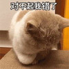 萌宠 喵星人 我知道错了 对不起我错了 憨憨 呆萌