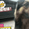 萌宠 汪星人 卖萌