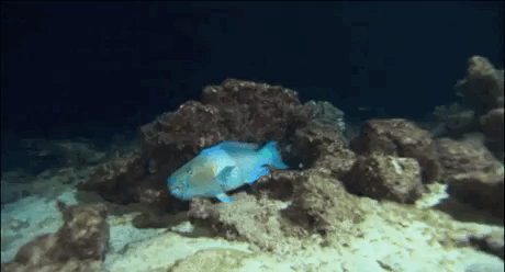 鱼儿 海底 躲避 食物