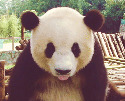 熊猫 国宝 可爱 伸舌头