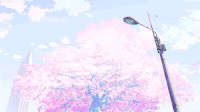 路灯 樱花 天空 美景