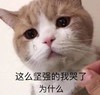 萌宠 猫星人 这么坚强的我 哭了为什么 呆萌 可爱