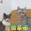 萌宠 猫 二脸蒙圈 蒙圈 猫咪 soogif soogif出品