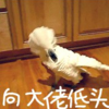 萌宠 鸟 向大佬低头 搞怪 热门表情