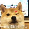 萌宠 汪星人 wink 我的小宝贝 呆萌 可爱
